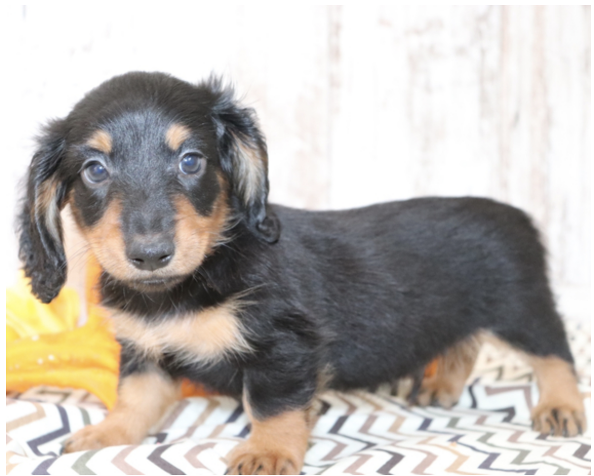 comprar cachorros sanos, baratos y asequibles para la venta